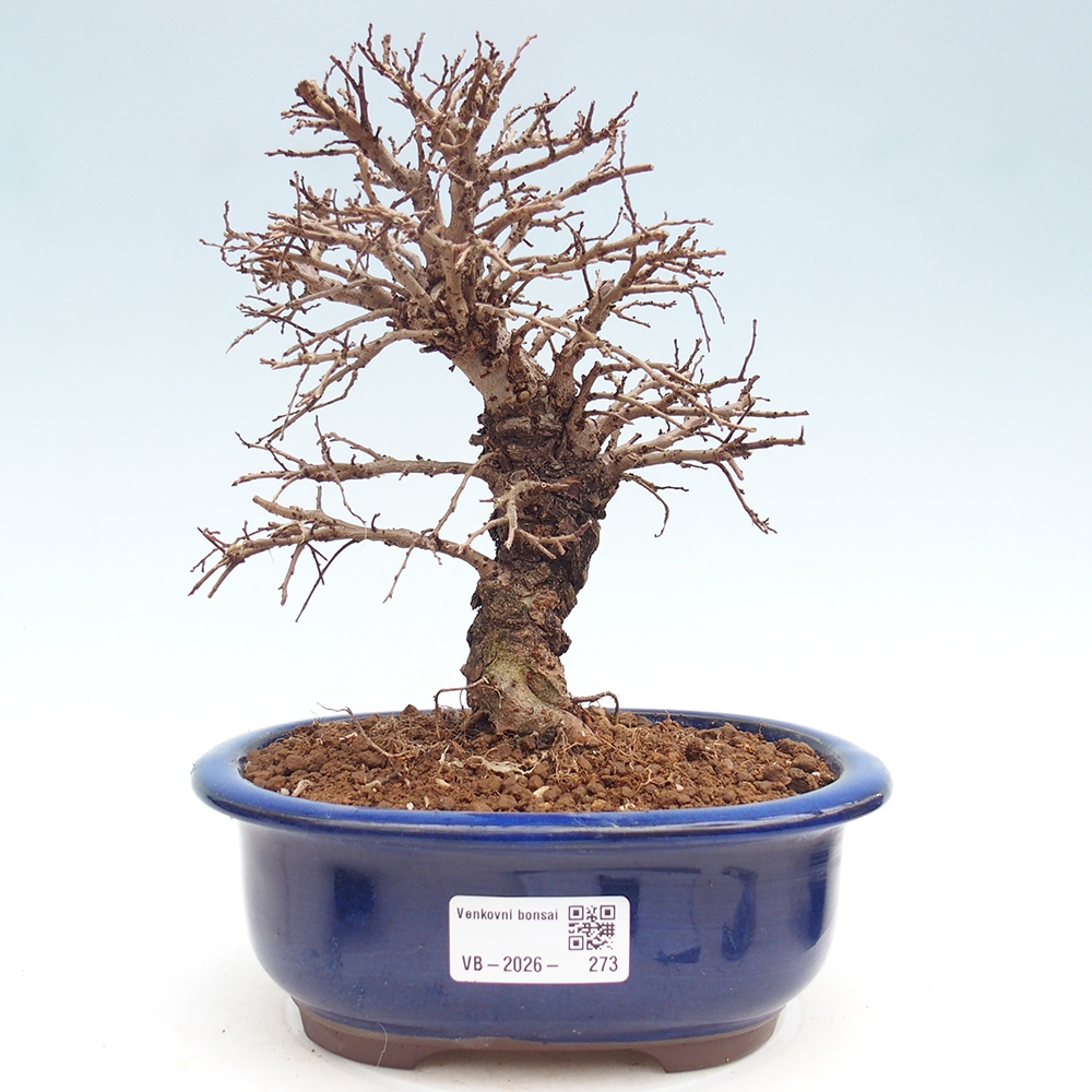 Outdoor bonsai - Zelkova - Zelkova NIRE