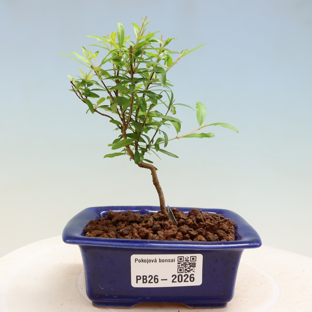 Room bonsai-PUNICA granatum nana-Granate apple