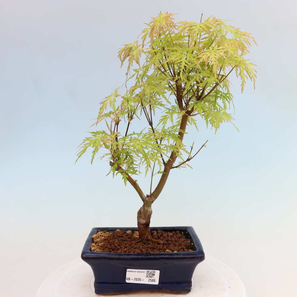 Outdoor Bonsai - Acer palmatum Dissectum - Japanese Maple 