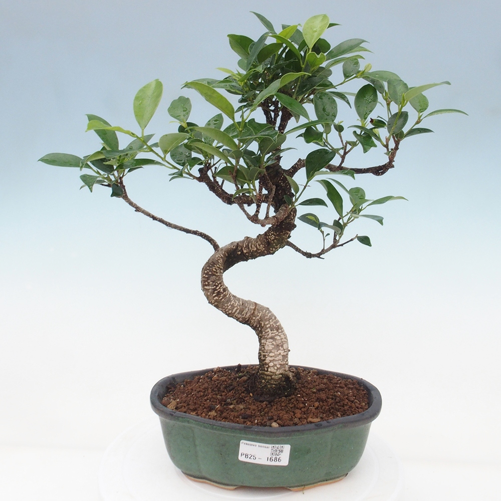 Indoor bonsai - Ficus retusa - small ficus