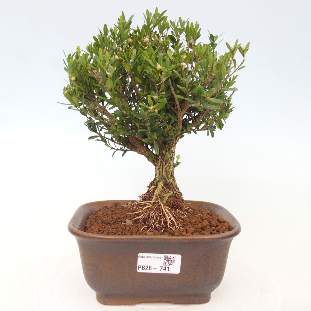 Room bonsai - Buxus harlandii - cork buxus