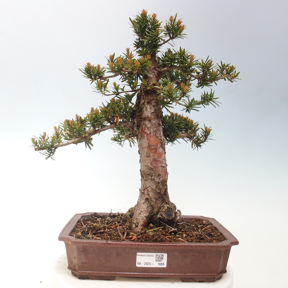 Outdoor bonsai - Taxus cuspidata - Japanese yew