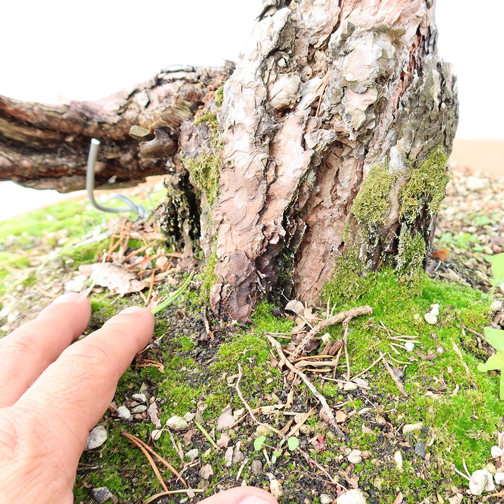 Pinus sylvestris Spain - Scots pine