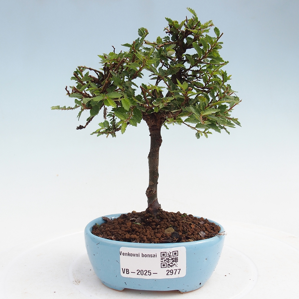 Outdoor bonsai - Ulmus parvifolia Sagei - Small-leaved elm