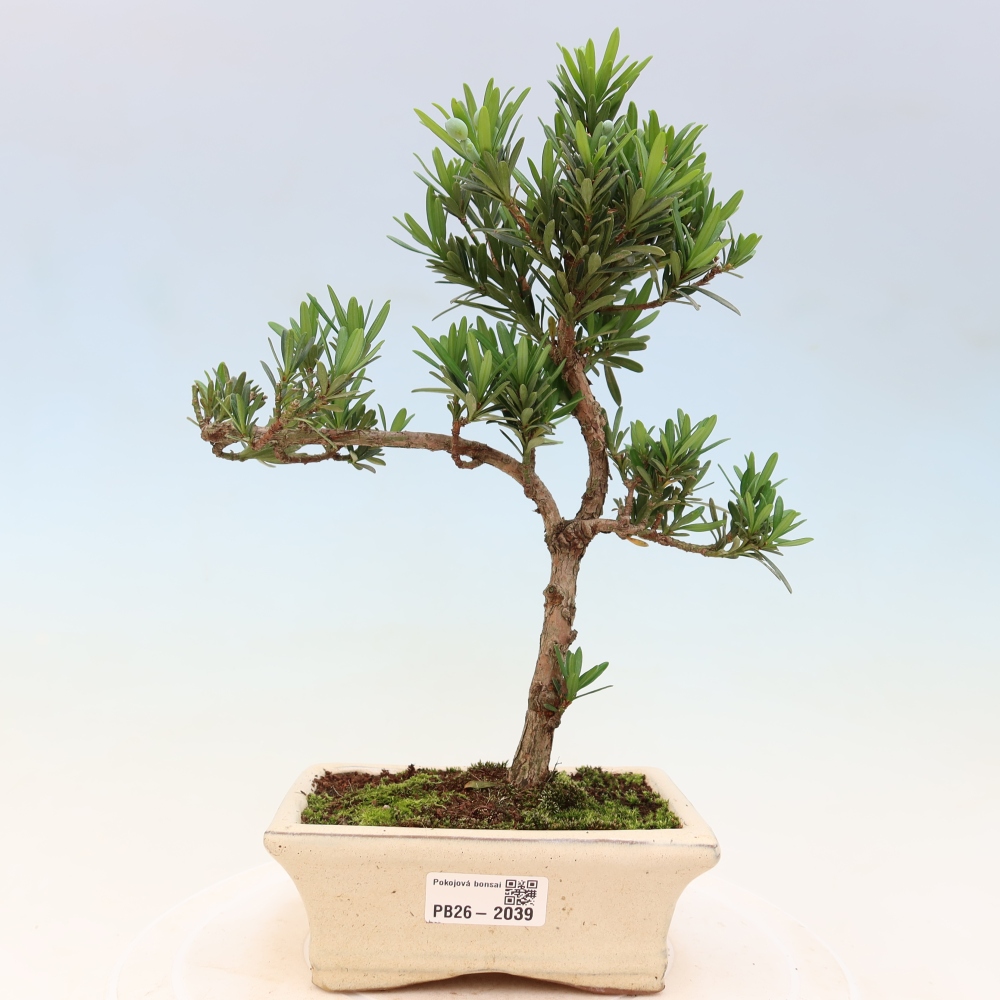 Room bonsai - Podocarpus - Stone Yew