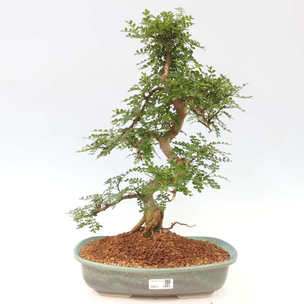 Indoor bonsai - Zantoxylum piperitum - Peppermint