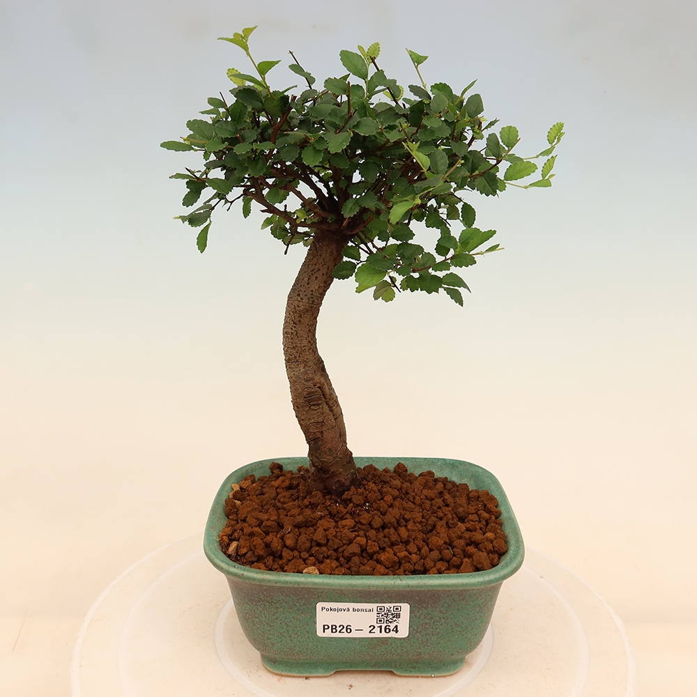 Room bonsai - Ulmus parvifolia - Small-leaved elm