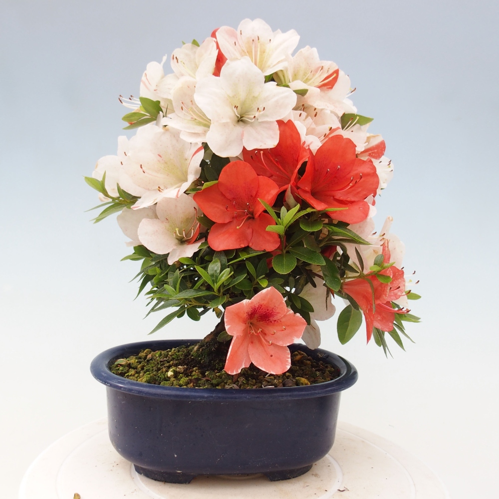 Outdoor bonsai - Japanese azalea - Azalea Asazakura
