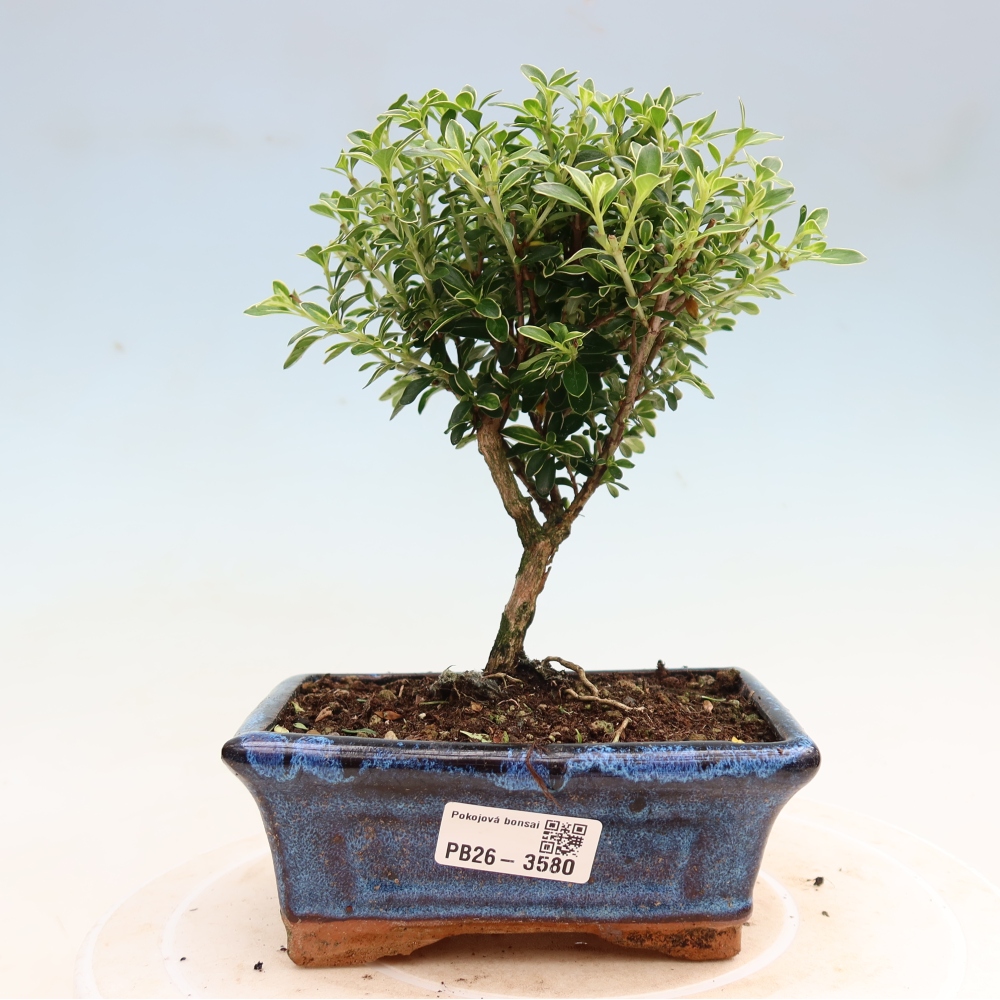 Indoor Bonsai - Serissa foetida Variegata - Tree of a Thousand Stars