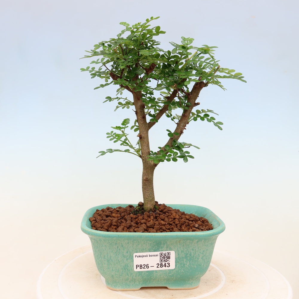 Room bonsai - Zantoxylum piperitum - pepper tree