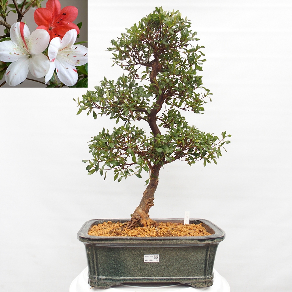 Outdoor bonsai - Japanese Azalea - Azalea Kisshoten