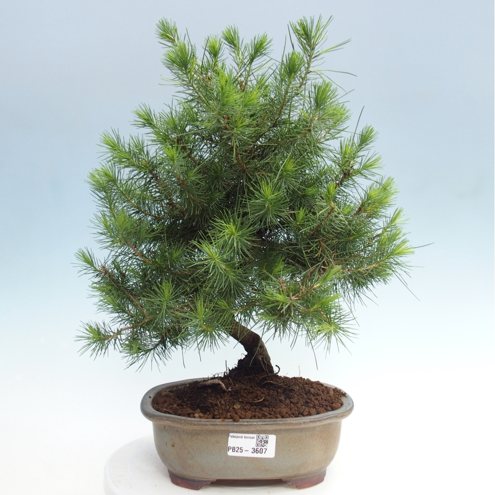 Room bonsai-Pinus halepensis-Pine of Aleppo
