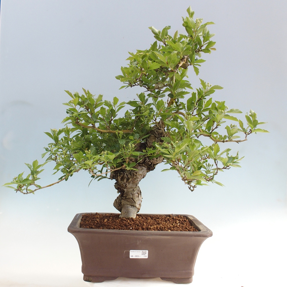 Outdoor bonsai - Hawthorn - Crataegus cuneata