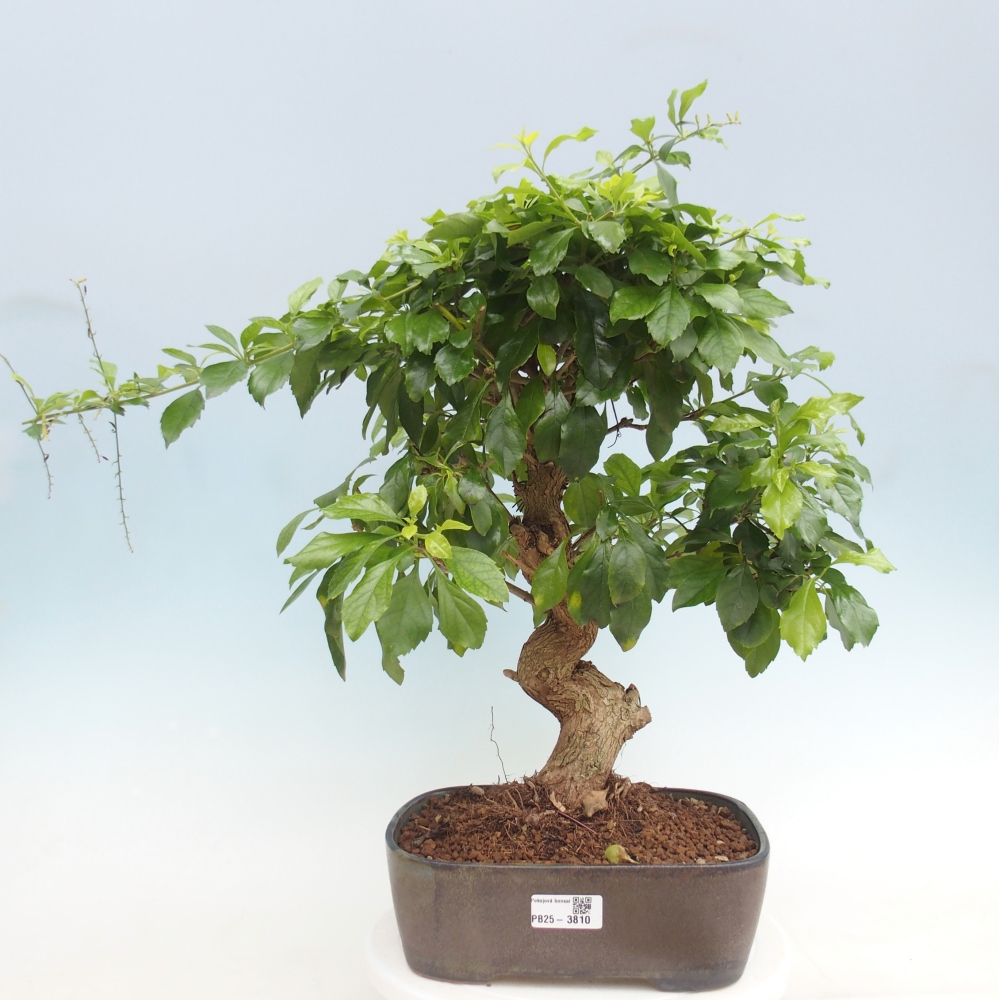Room bonsai - Duranta repens -Duranta