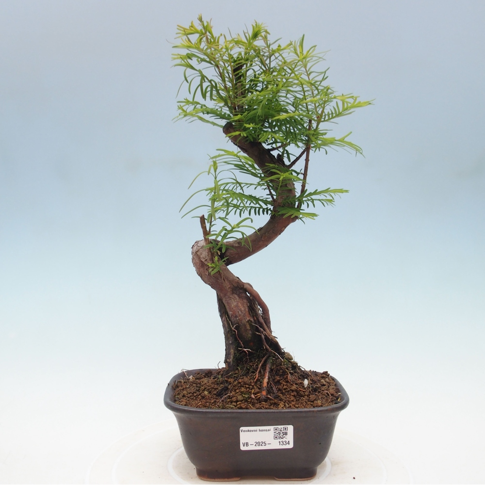Outdoor bonsai - Metasequoia glyptostroboides - Chinese Metasequoia