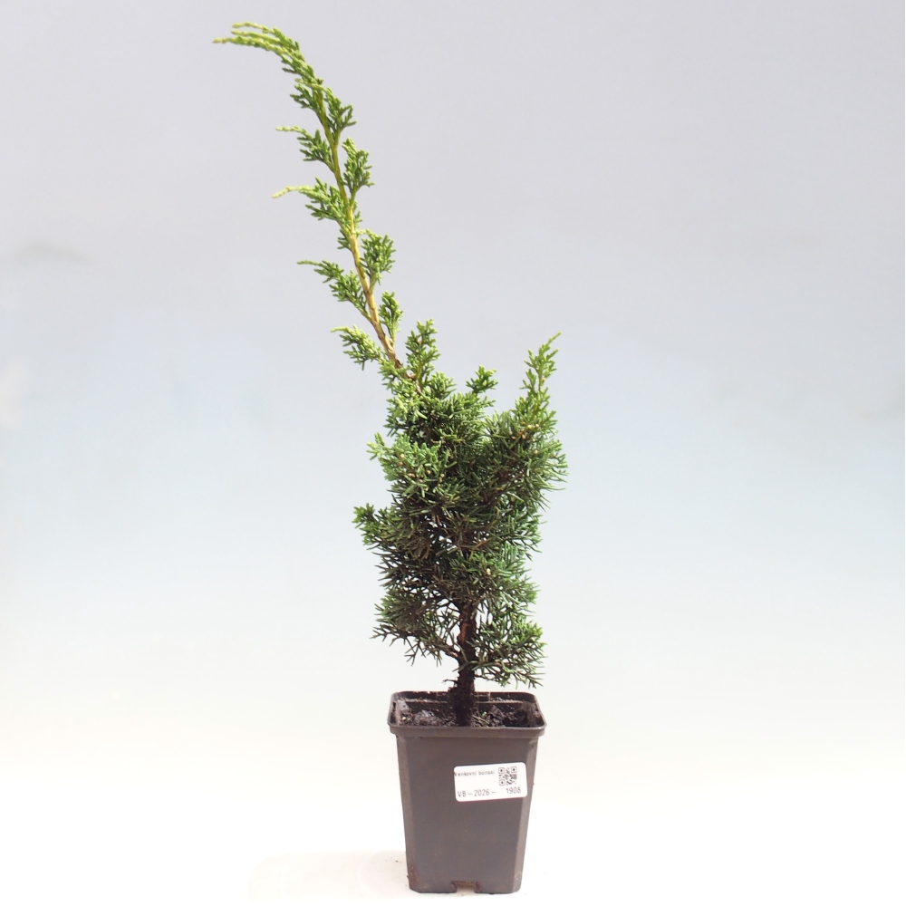Outdoor bonsai - Juniperus chinensis Kishu