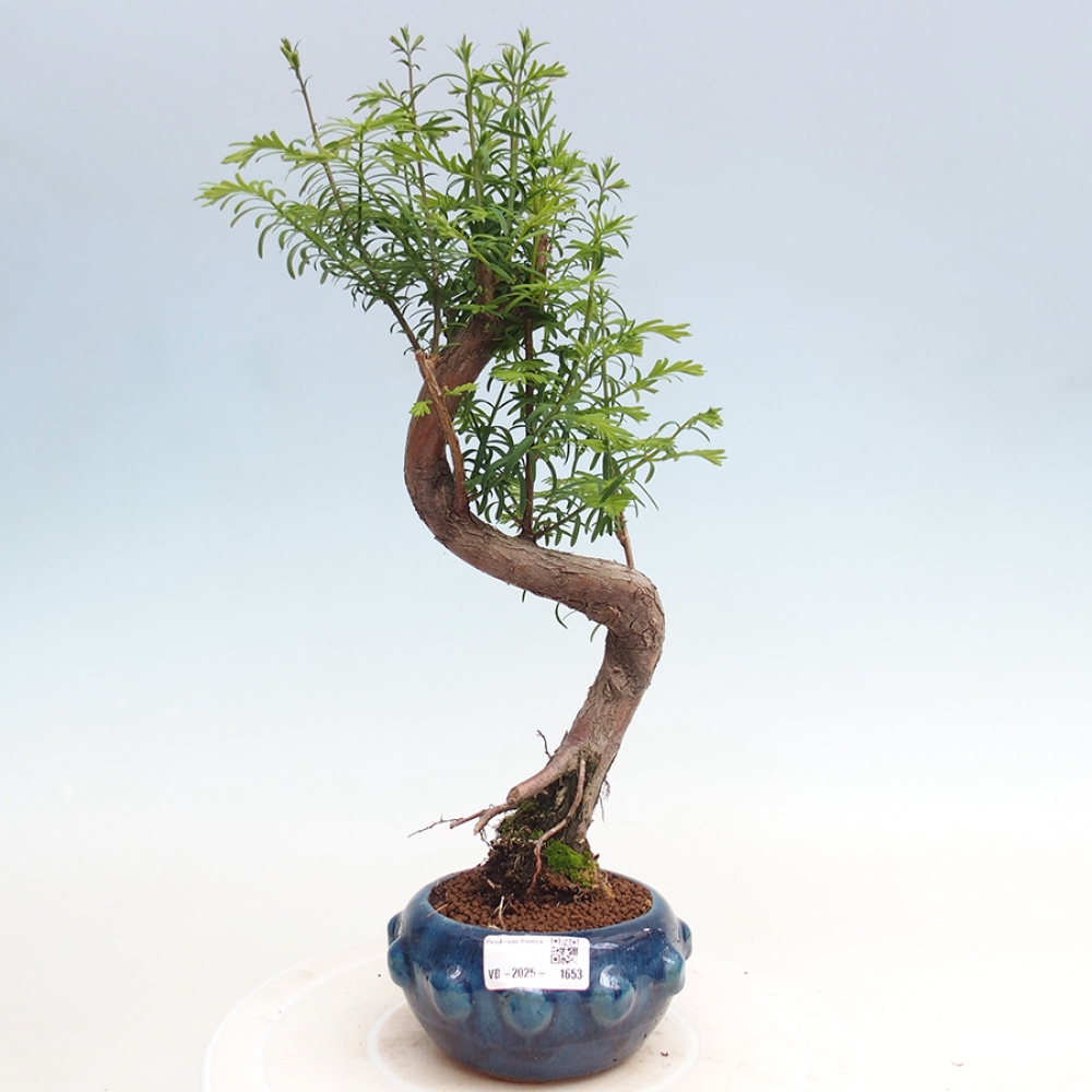Outdoor bonsai - Metasequoia glyptostroboides - Chinese Metasequoia