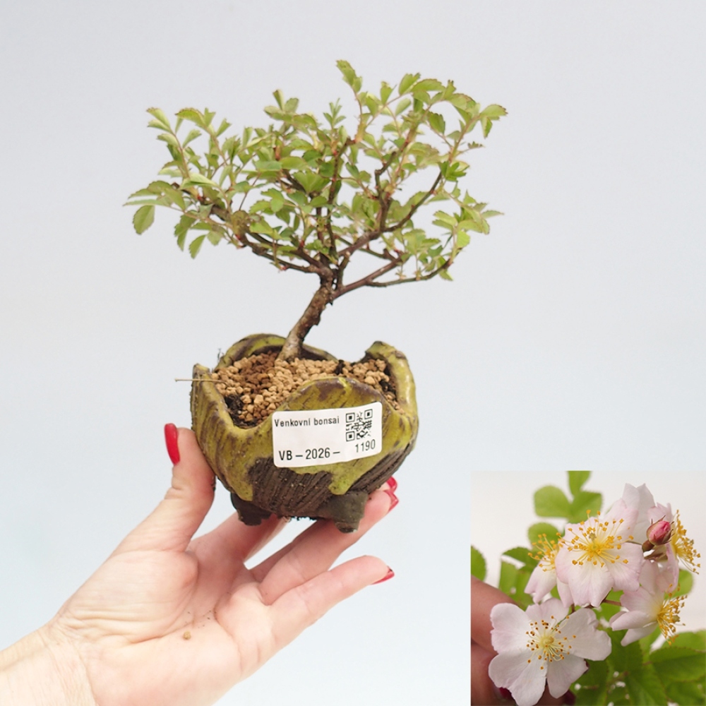 Outdoor bonsai - Rosa sp. - small-flowered rose