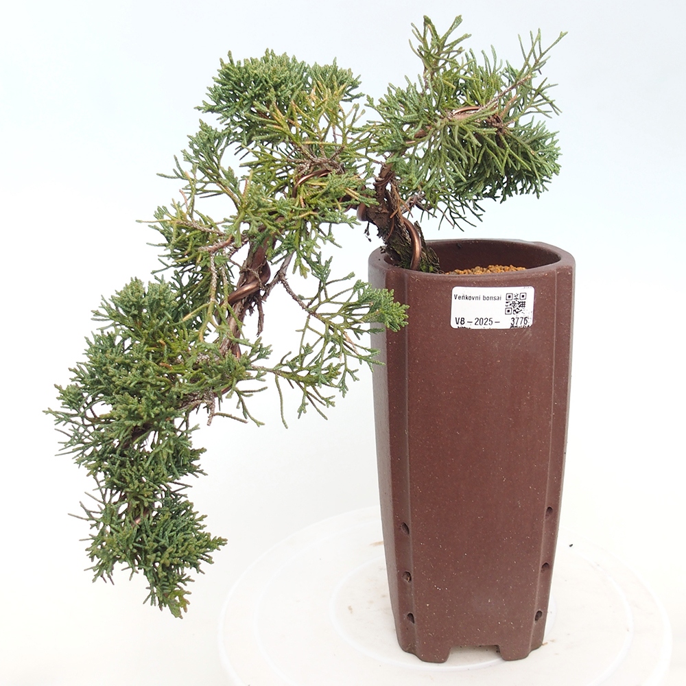 Outdoor bonsai - Juniperus chinensis Kishu