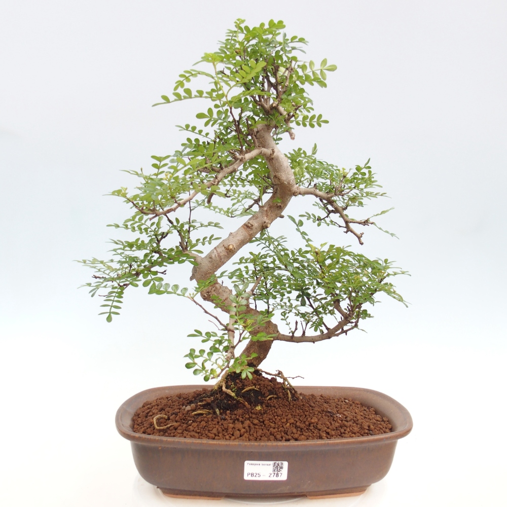 Indoor bonsai - Zantoxylum piperitum - Peppermint