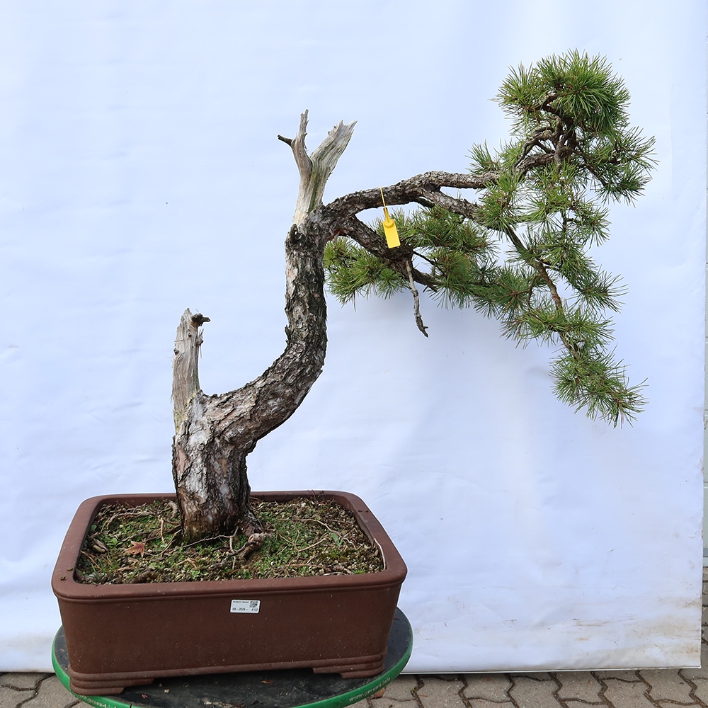 Pinus sylvestris Spain - Scots pine