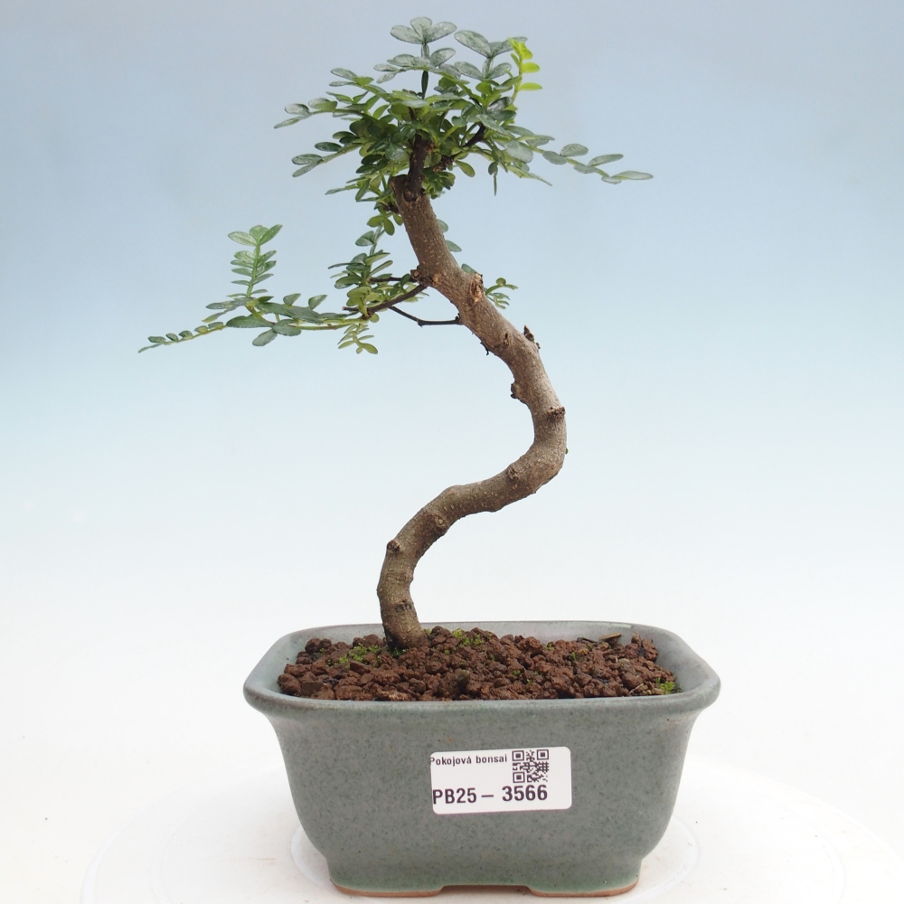 Room bonsai - Zantoxylum piperitum - pepper tree