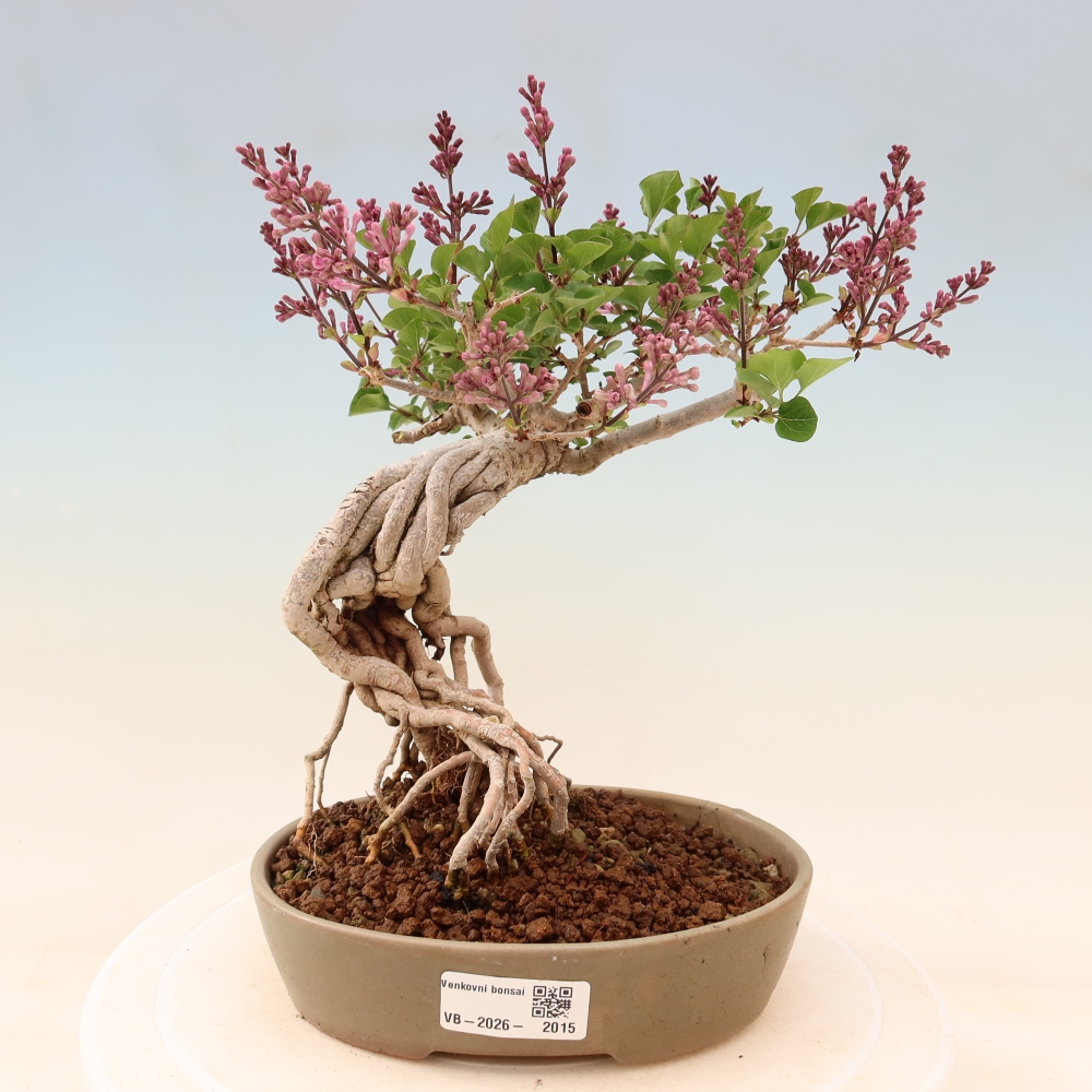 Outdoor bonsai - Syringa microphylla - small-flowered lilac