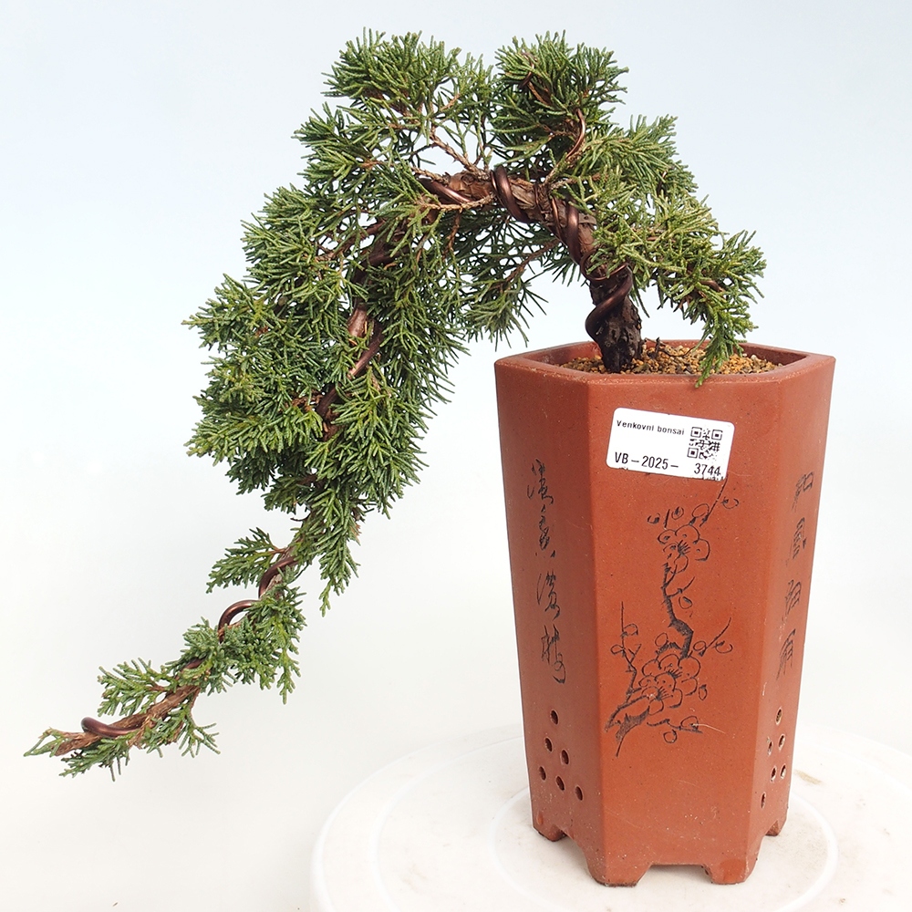 Outdoor bonsai - Juniperus chinensis Kishu