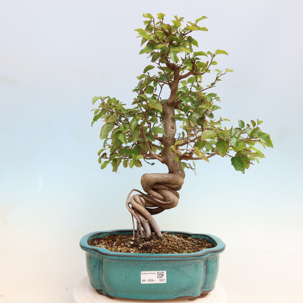 Outdoor bonsai -Carpinus CARPINOIDES - Korean Hornbeam