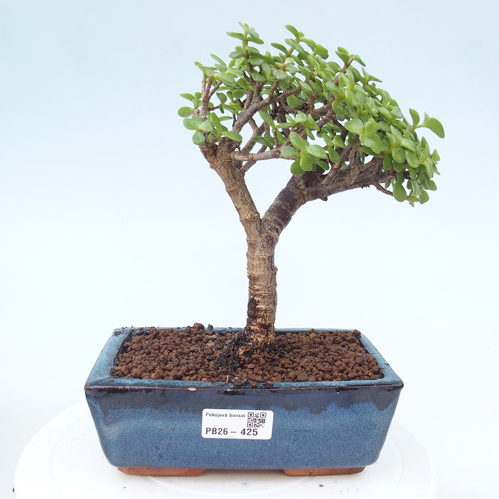 Room bonsai - Portulakaria Afra - Tlustice
