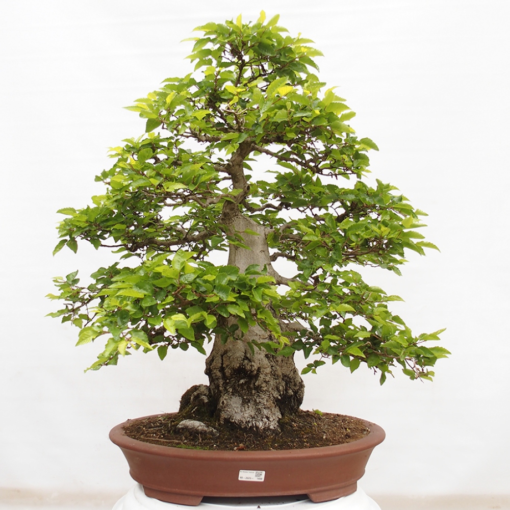 Outdoor bonsai -Carpinus CARPINOIDES - Korean hornbeam