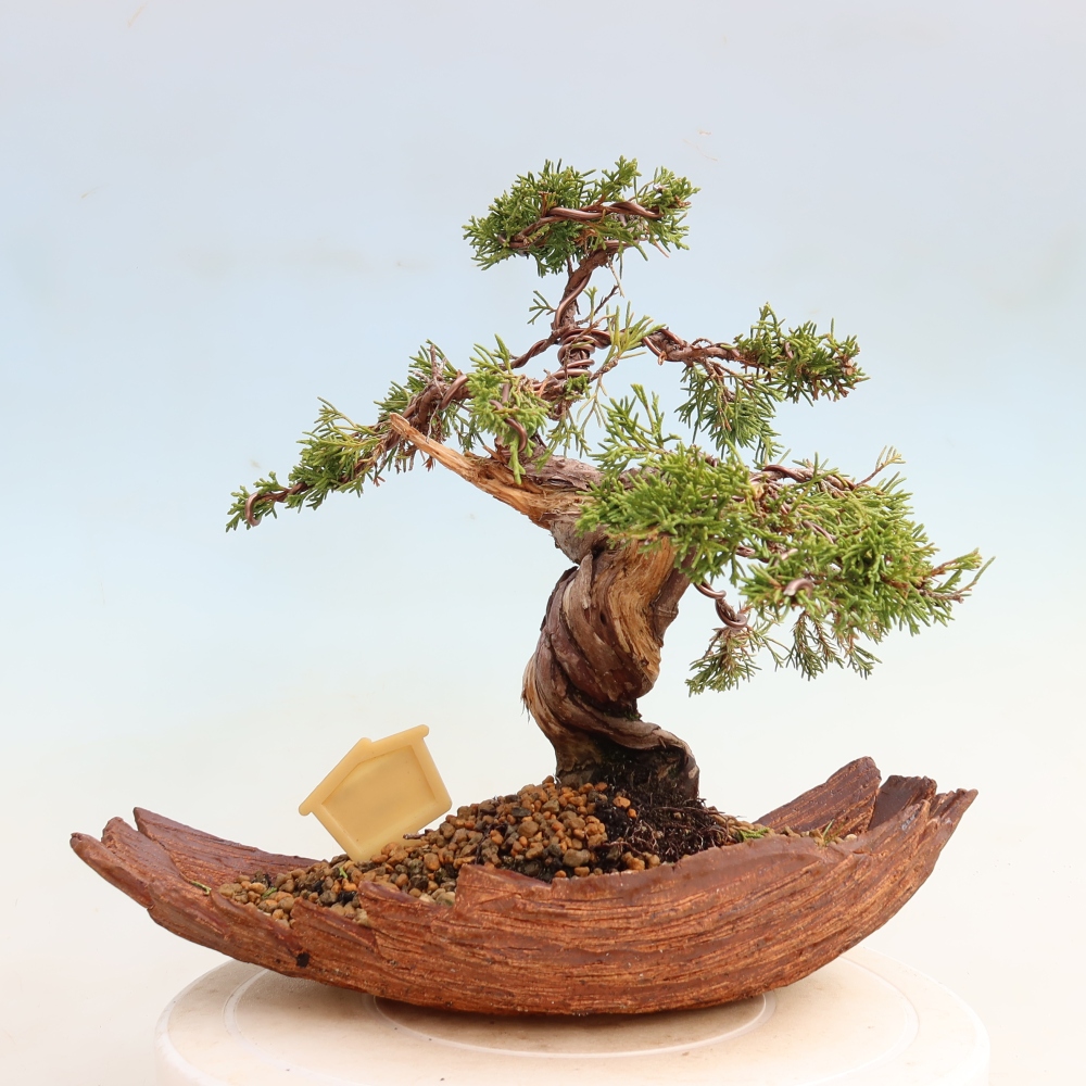 Outdoor Bonsai - Juniperus chinensis Itoigawa - Chinese Juniper