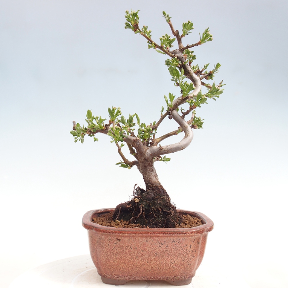 Outdoor bonsai - Malus sargentii - Small-fruited apple tree