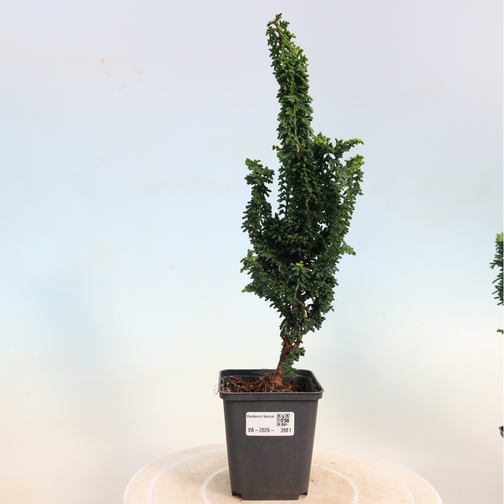 Outdoor bonsai - Cham. obtusa SEKKA HINOKI - Cypress