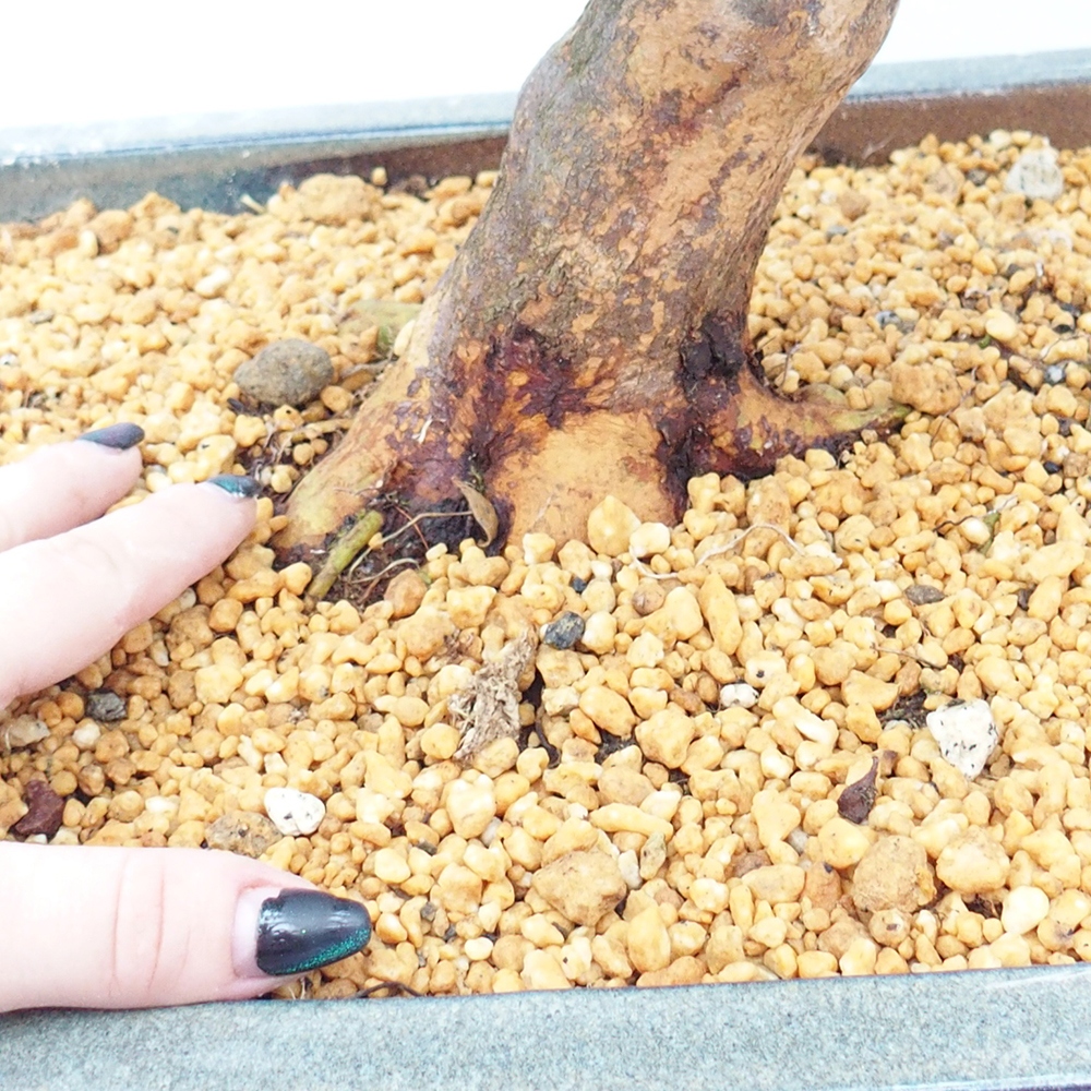 Outdoor bonsai - Japanese Azalea - Azalea Koki