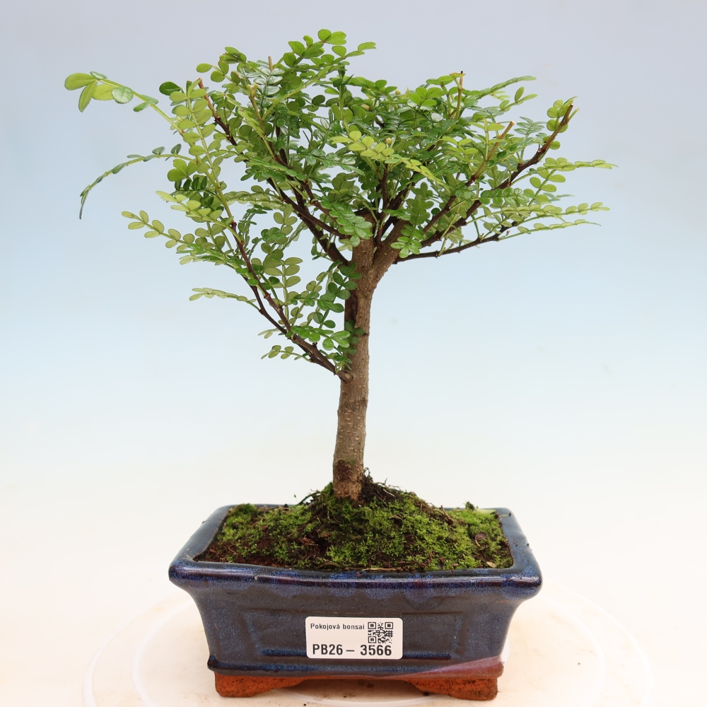 Room bonsai - Zantoxylum piperitum - pepper tree