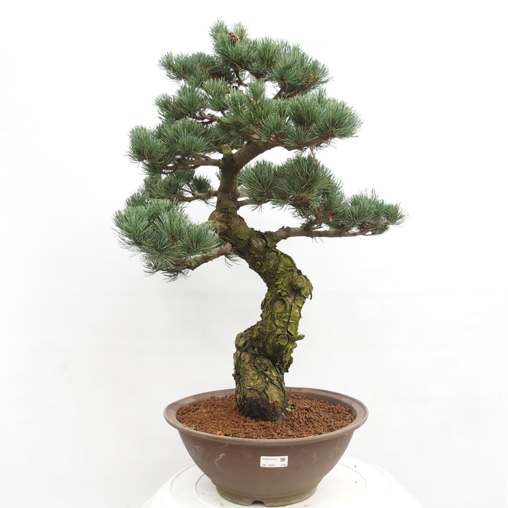 Outdoor bonsai - Pinus parviflora - Small pine tree