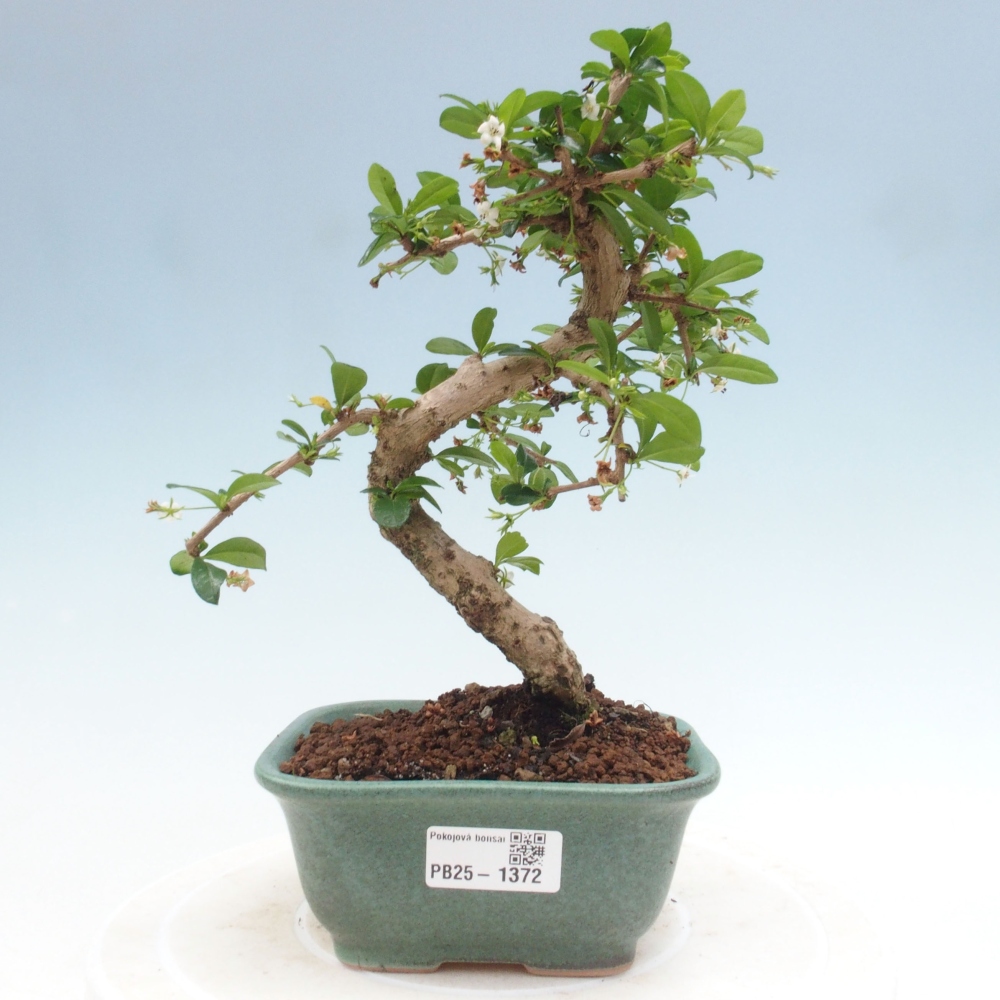 Indoor bonsai - Carmona macrophylla - Fuki tea