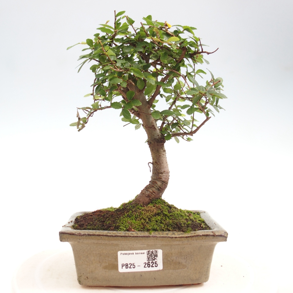 Indoor bonsai - Ulmus parvifolia - Small-leaved elm