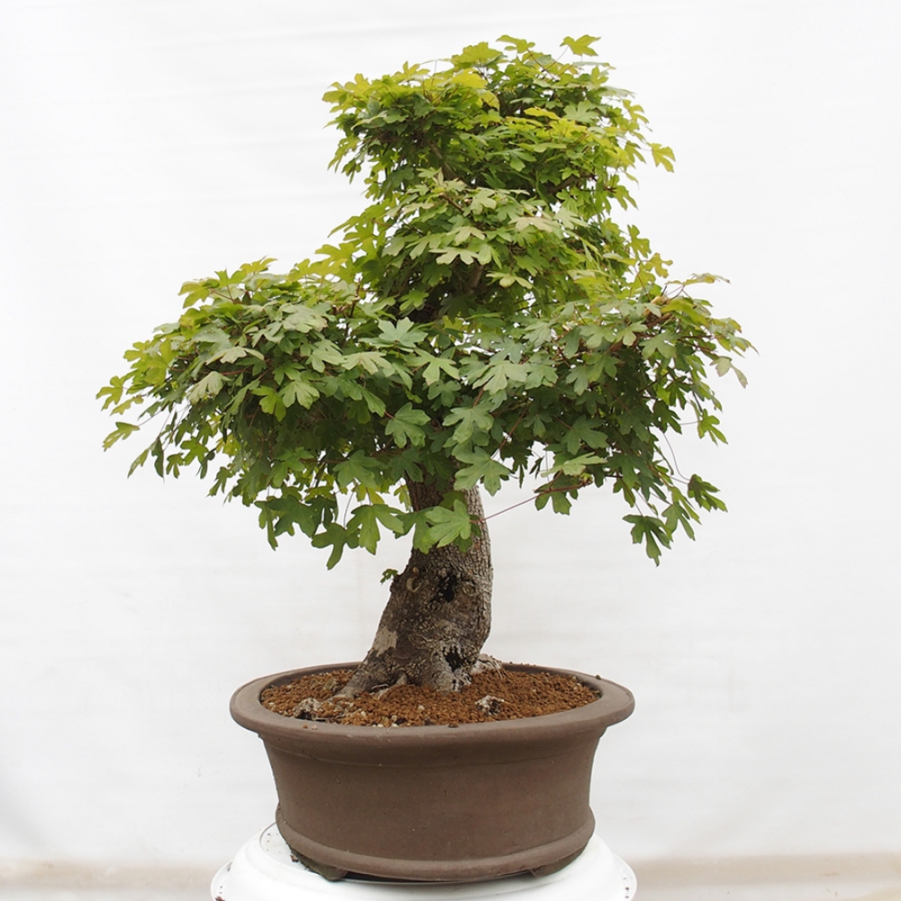Outdoor bonsai - French Maple - Acer Nonspessulanum