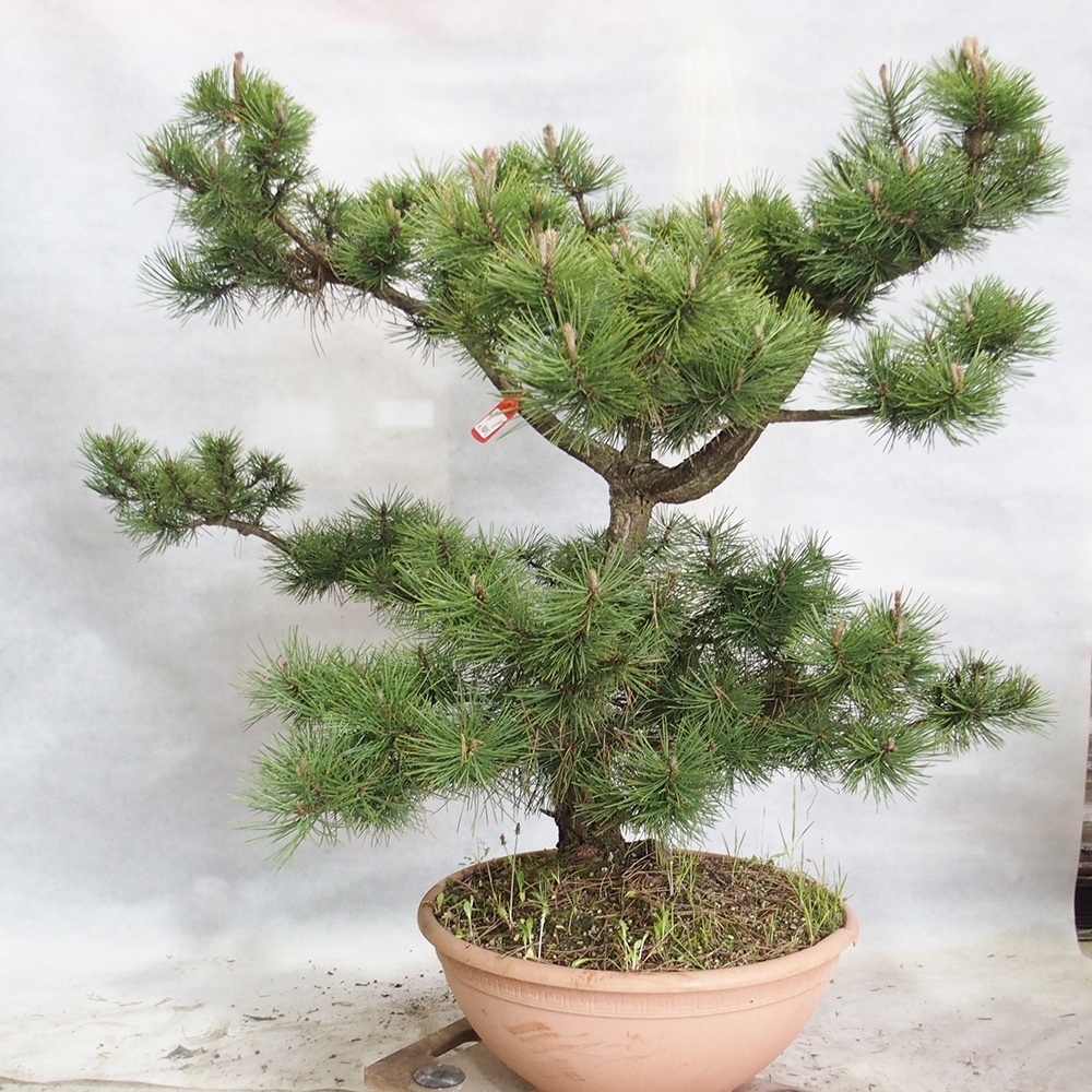 Outdoor bonsai - Pinus Nigra - Black pine