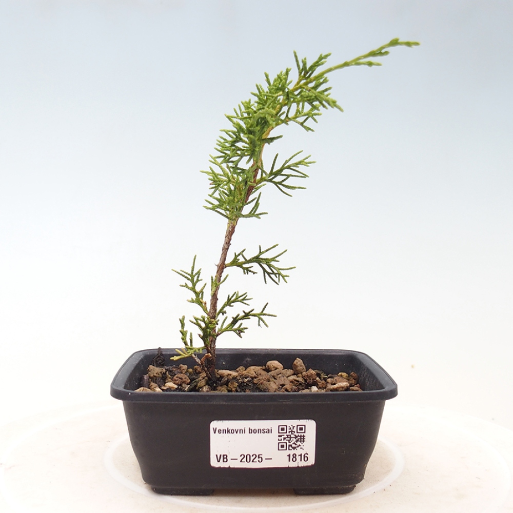 Outdoor bonsai - Juniperus chinensis Itoigawa - Chinese juniper