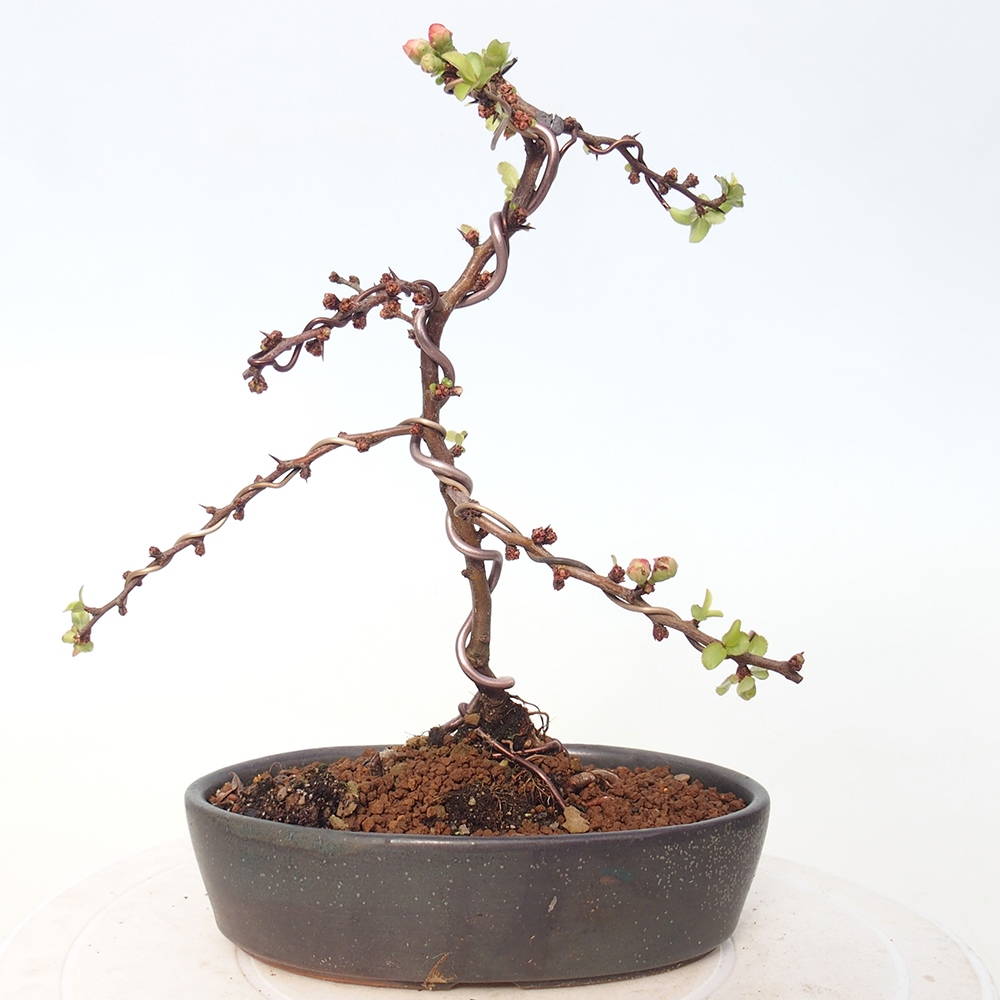 Outdoor bonsai - Chaneomeles s. Red Joy - Quince