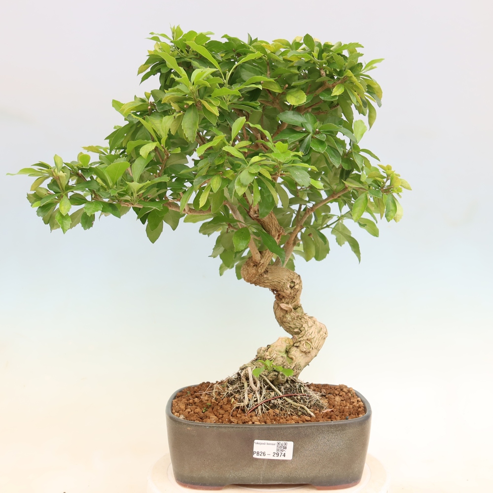 Room bonsai - Duranta erecta Aurea