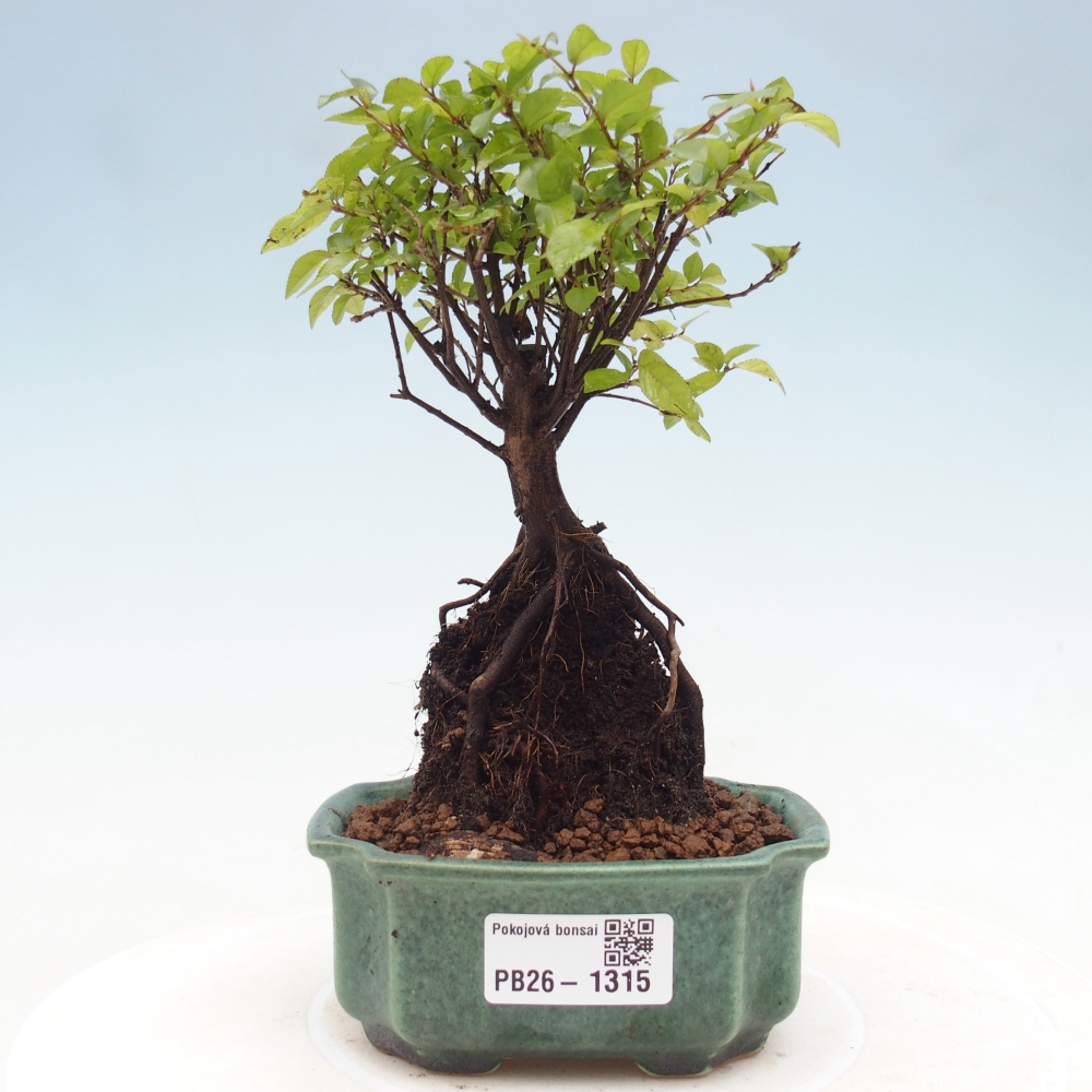 Room bonsai - Sageretia thea - Sageretia thea