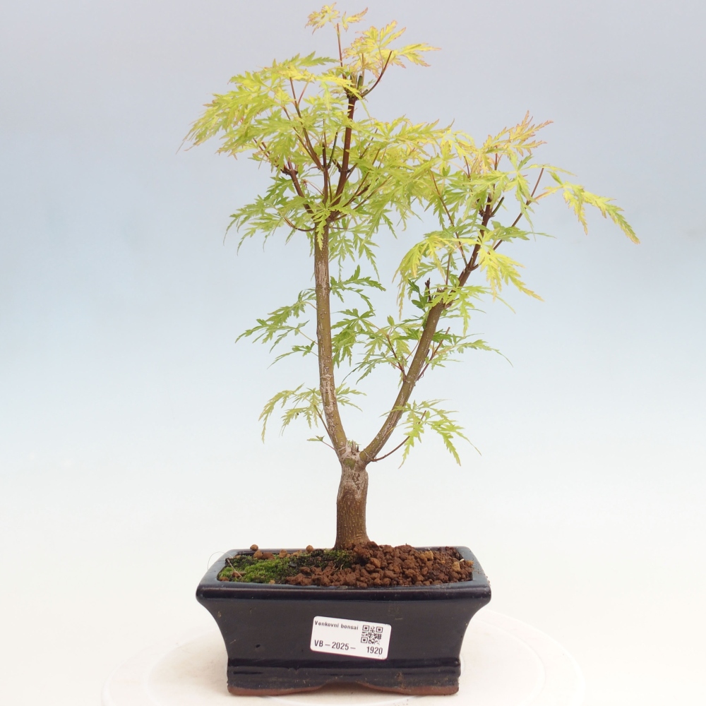 Outdoor bonsai - Acer palmatum Dissectum - Japanese Maple 