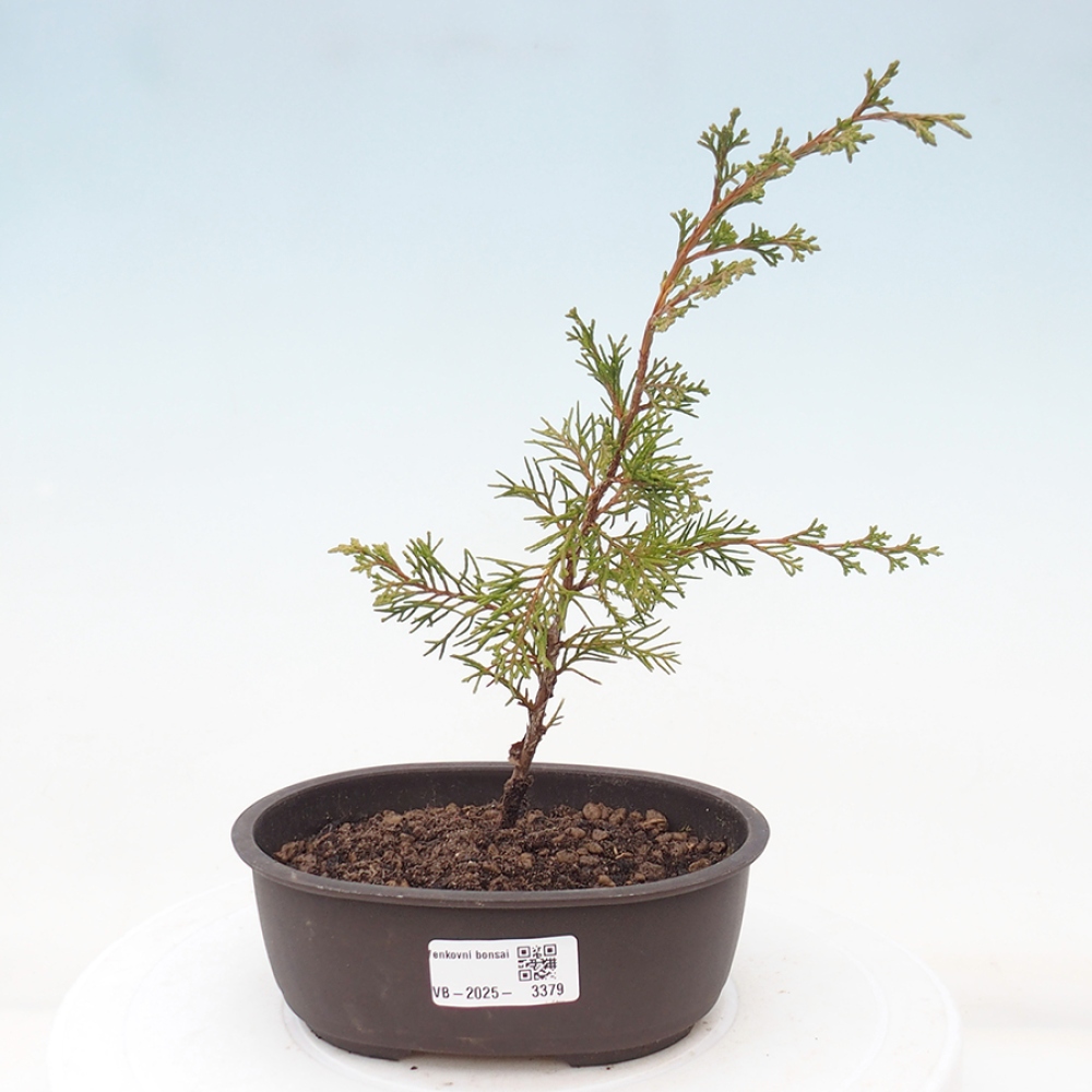 Outdoor bonsai - Juniperus chinensis Itoigawa - Chinese juniper