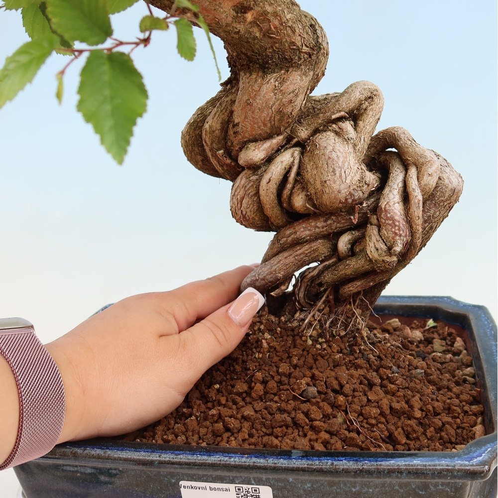 Outdoor bonsai -Carpinus coreana - Korean Hornbeam