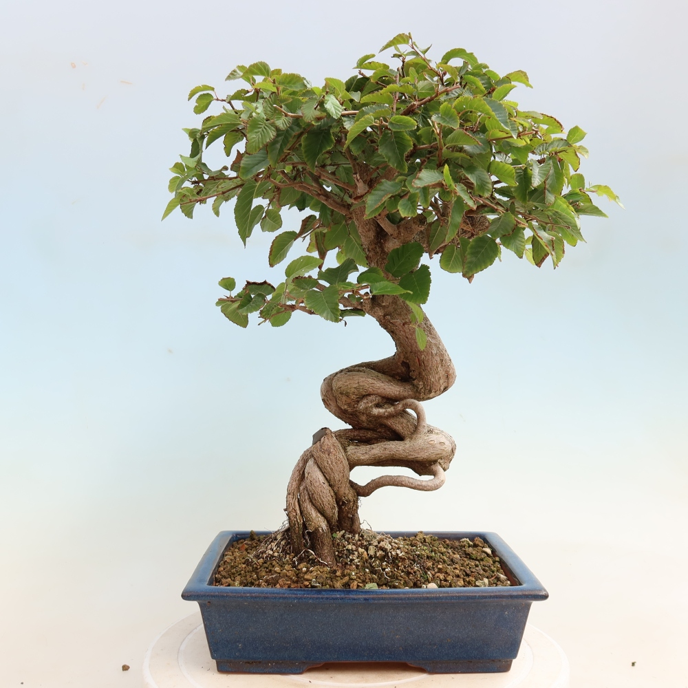 Outdoor bonsai -Carpinus CARPINOIDES - Korean Hornbeam
