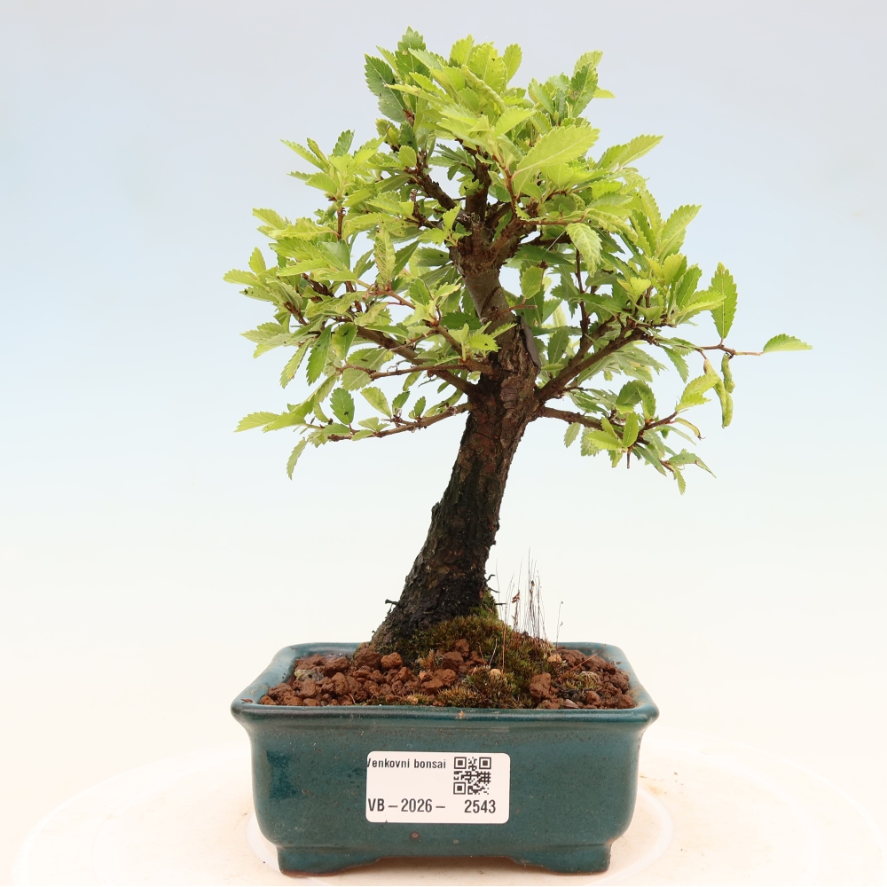Outdoor bonsai - Zelkova - Zelkova NIRE